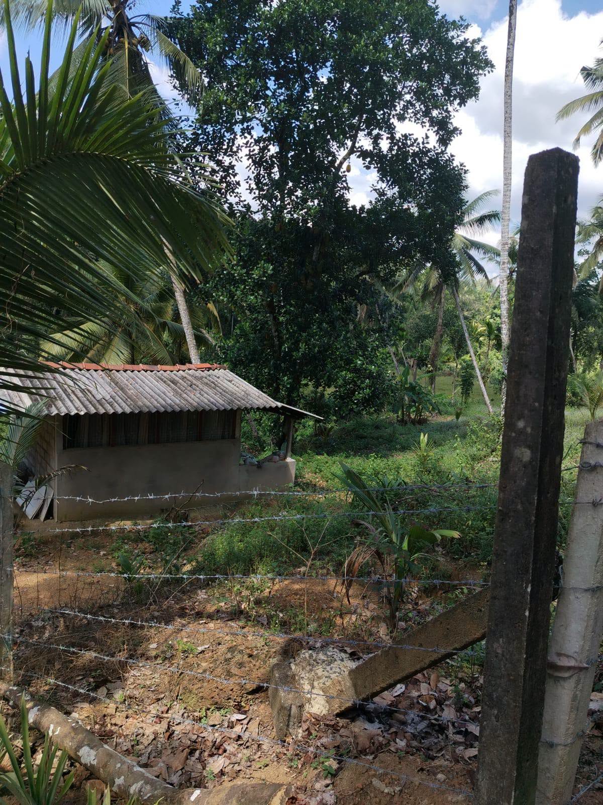 ගම්පහ,කිරිඳිවැල,අනුරගොඩ පර්චස් 96 පොල් ඉඩම
