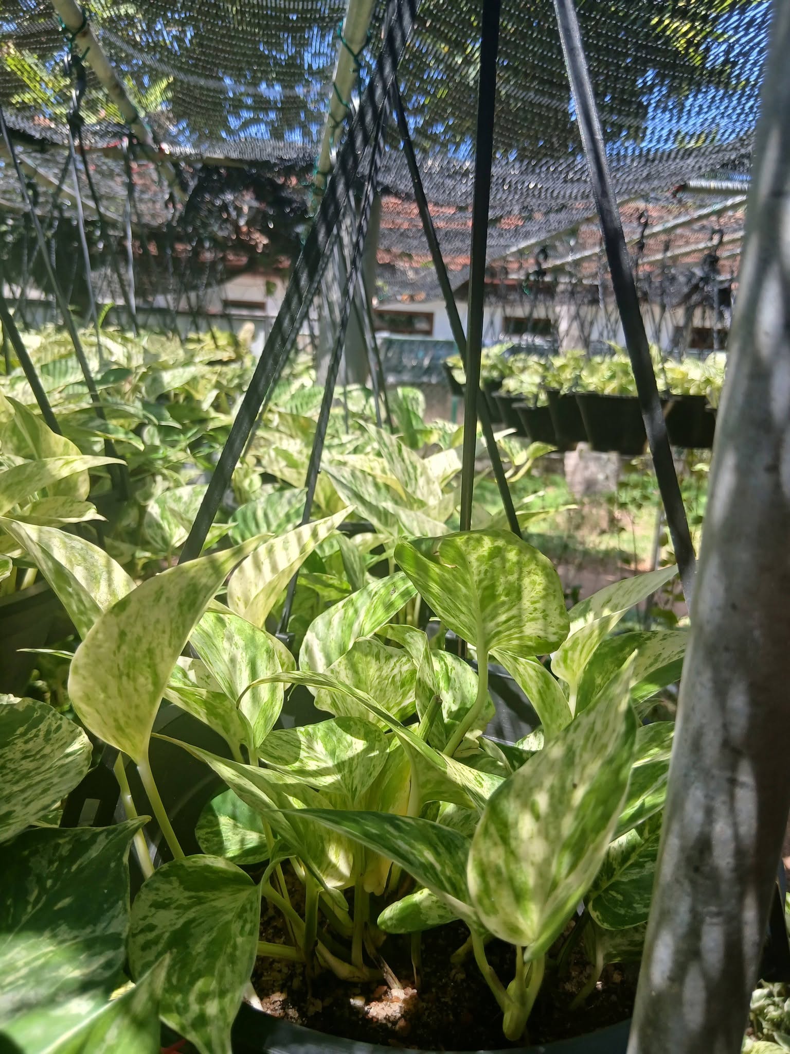 Money plant එල්ලෙන පෝච්චි විකිණීමට ඇත.
