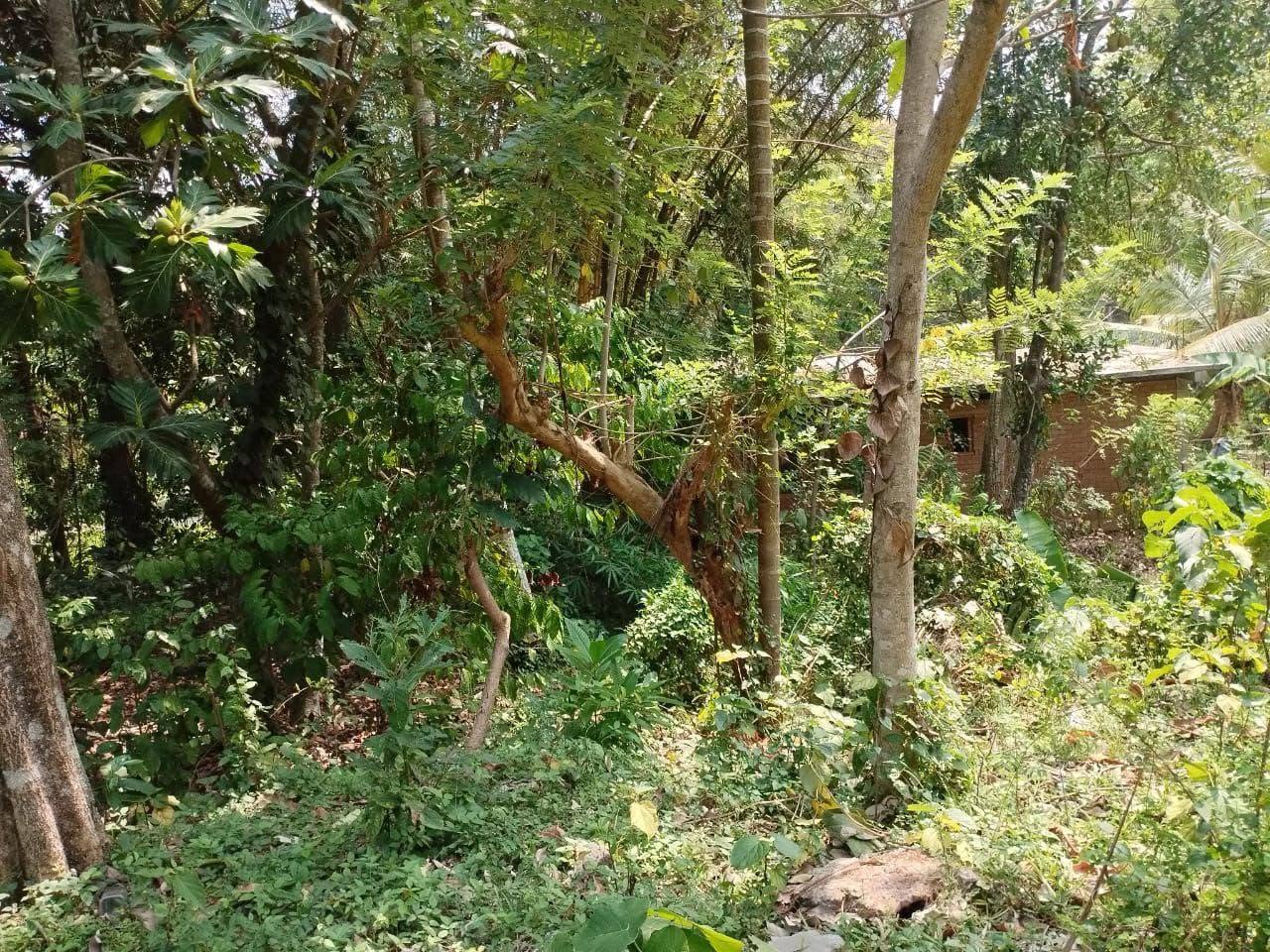 මාළඹේ එන්ද්‍රිකා කුමාරතුංග මාවතට 500m පමණ දුරින්, මුල්ලේරියාව ප්‍රදේශයේ පර්චස් 10 ක ඉඩම් කැබලි 2ක් විකිණීමට ඇත.