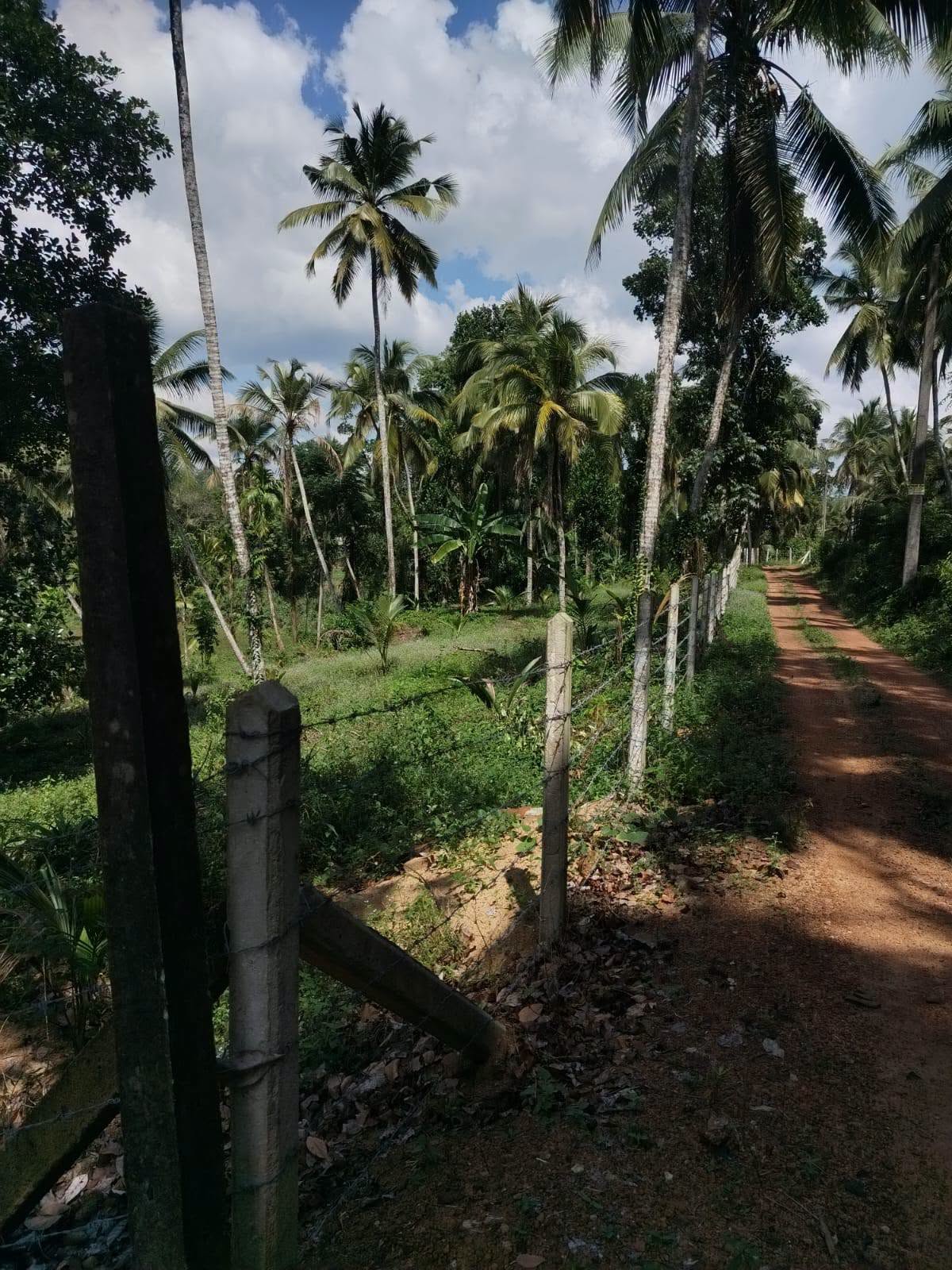 ගම්පහ,කිරිඳිවැල,අනුරගොඩ පර්චස් 96 පොල් ඉඩම
