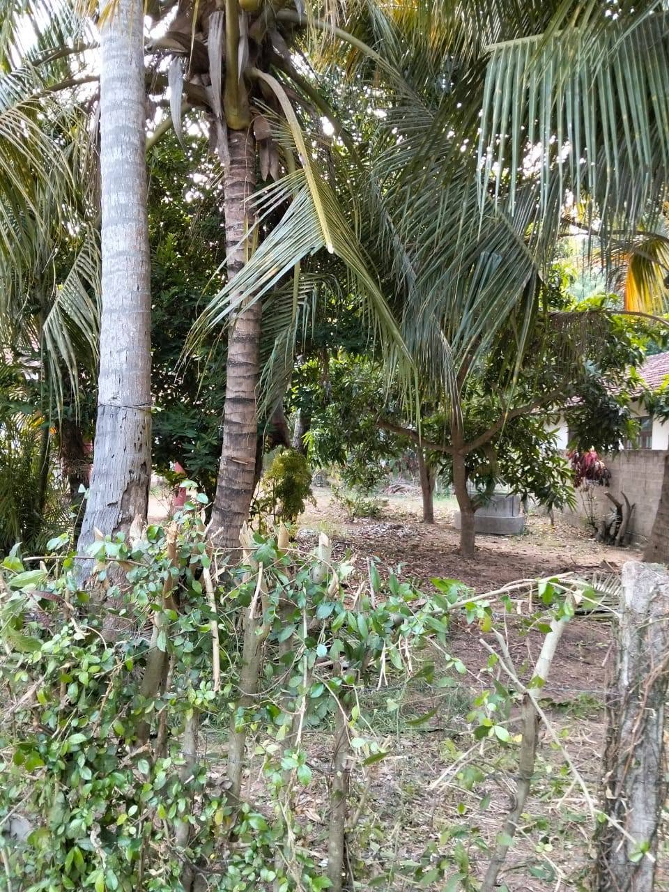 මාරවිල කුරුසපල්ලිය පාරේ පිහිටි පර්චස් 62ක් වන මෙම අගනා පොල් ඉඩම විකිනීමට ඇත සියලු පහසුකම් සහිතයි.