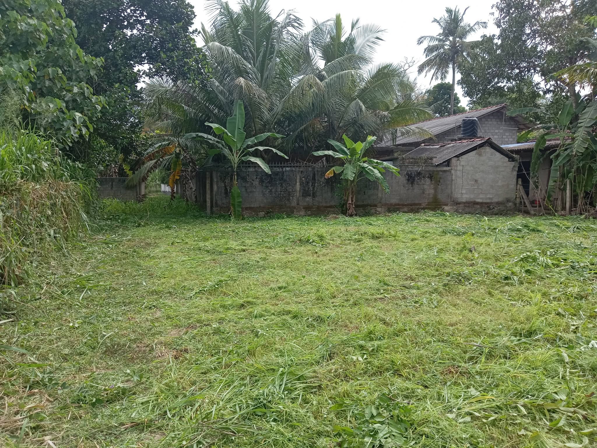 මිනුවන්ගොඩ – කටුනායක ප්‍රධාන පාරට නුදුරින් දැවමොට්ටාව ග්‍රාමයේ පිහිටි පර්.16.5 ක අගනා බිම් කොටස හැකි ඉක්මනින් විකුණනු ලැබේ.