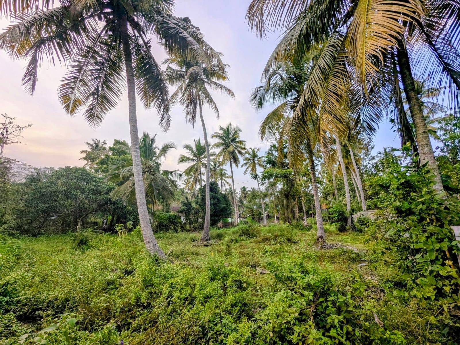 වෙන්නප්පුව කිරිමැටියාන මාර්ගයේ ඉඩමක් විකිණීමට ඇත.