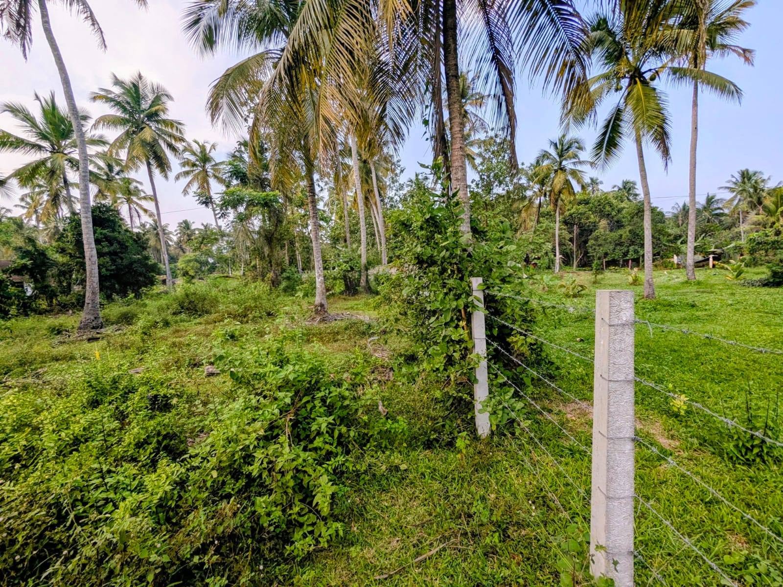 වෙන්නප්පුව කිරිමැටියාන මාර්ගයේ ඉඩමක් විකිණීමට ඇත.
