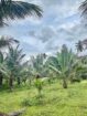 හොරණ – පෝරුවදණ්ඩෙන් ‎ අලුතින් පලදාව හටගන්නා සාරවත් පොල් ඉඩමක් විකිනීමට! ‎