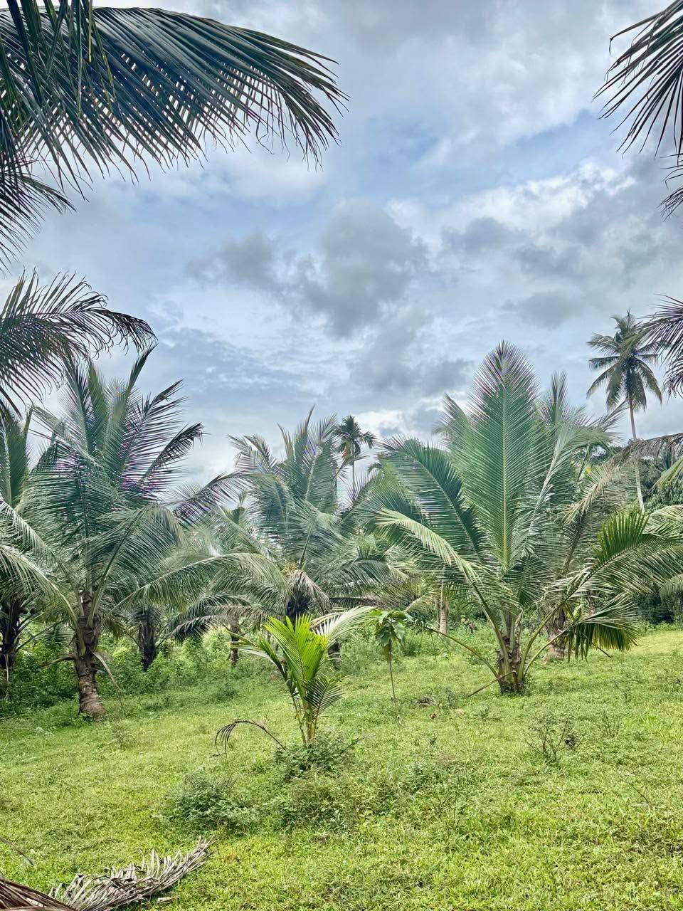 හොරණ – පෝරුවදණ්ඩෙන් ‎ අලුතින් පලදාව හටගන්නා සාරවත් පොල් ඉඩමක් විකිනීමට! ‎