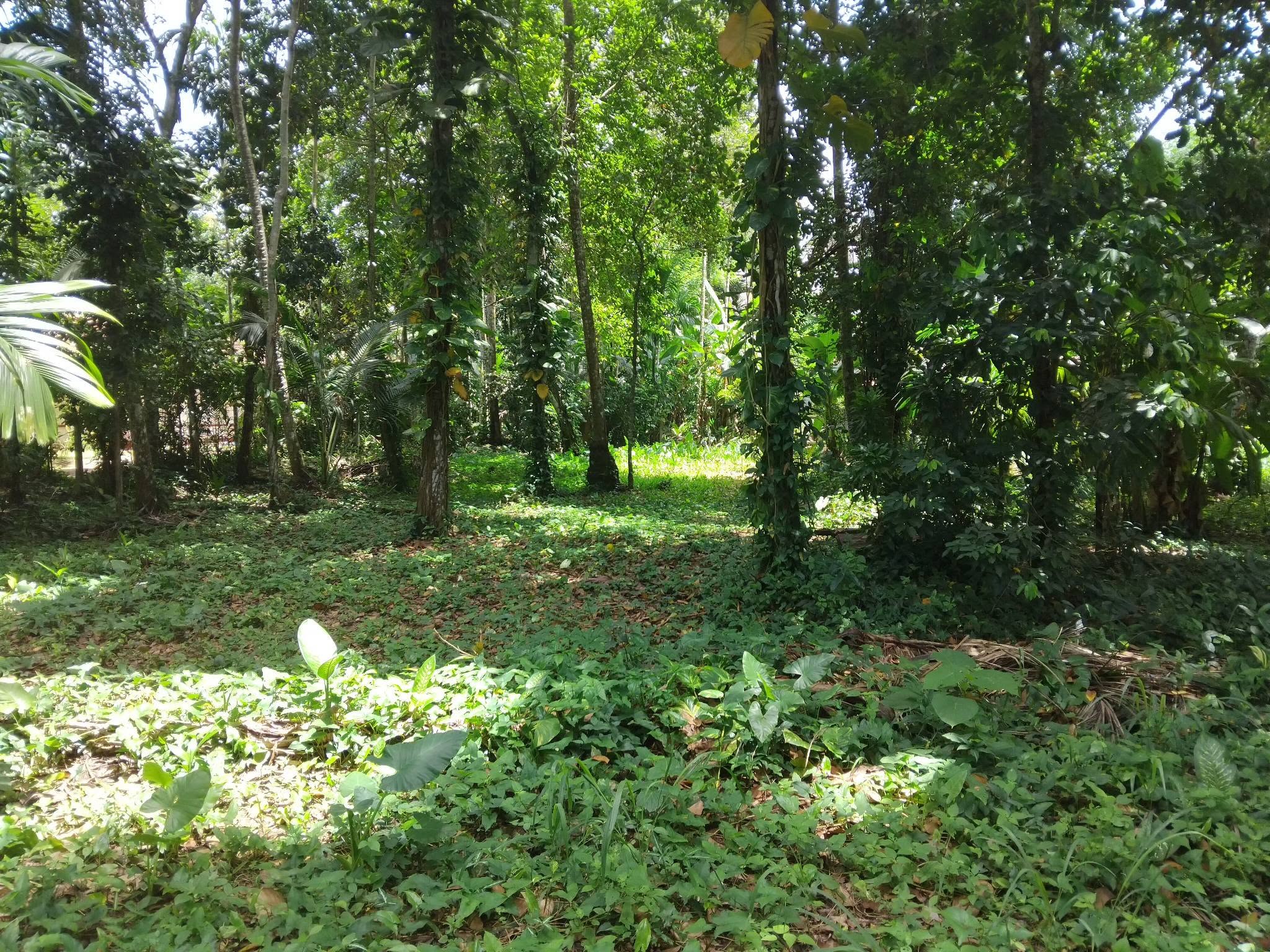 ගම්පහ දොරනගොඩින් අගනා ඉඩමක්