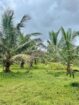හොරණ – පෝරුවදණ්ඩෙන් ‎ අලුතින් පලදාව හටගන්නා සාරවත් පොල් ඉඩමක් විකිනීමට! ‎