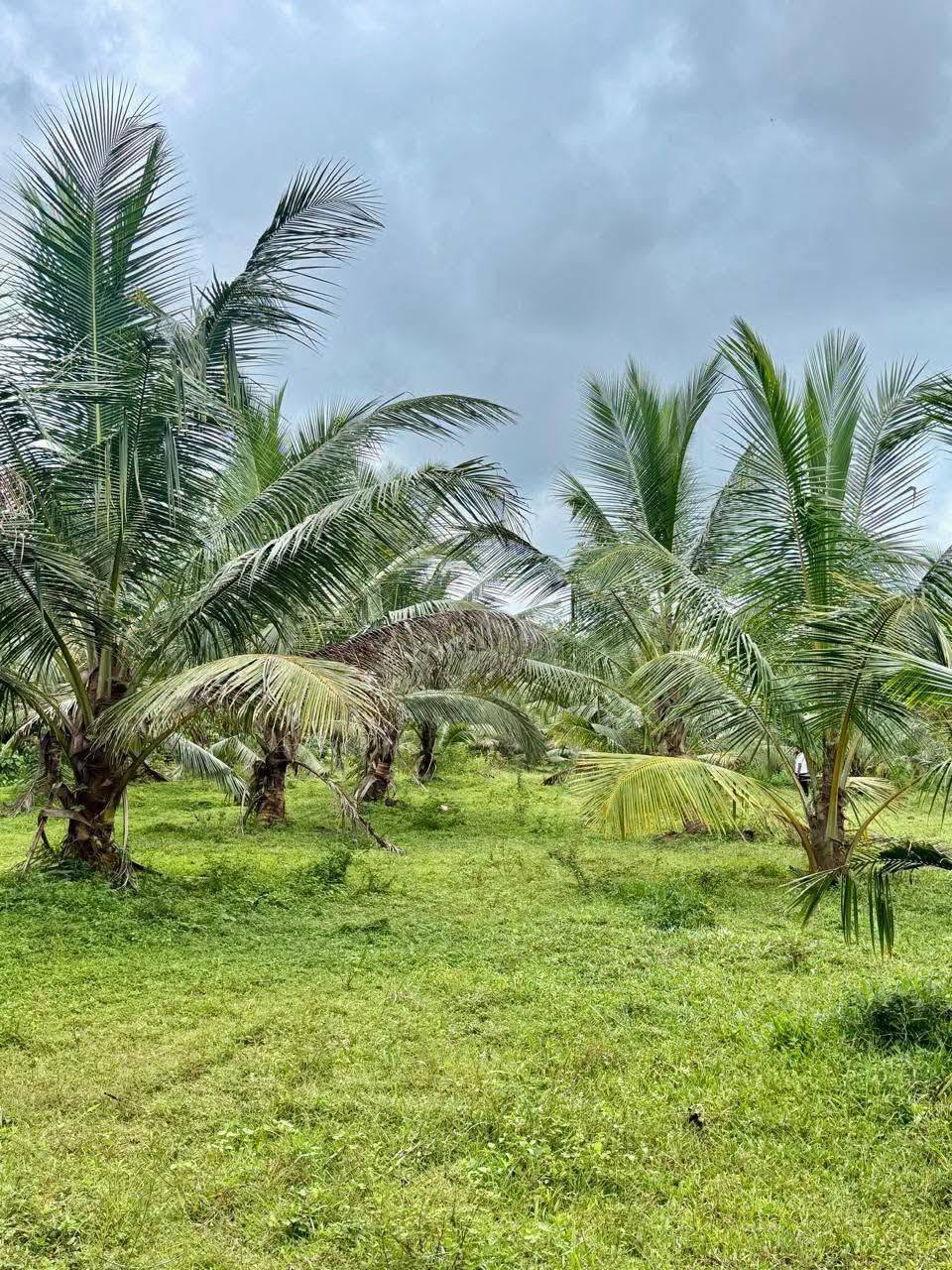 හොරණ – පෝරුවදණ්ඩෙන් ‎ අලුතින් පලදාව හටගන්නා සාරවත් පොල් ඉඩමක් විකිනීමට! ‎
