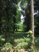 ගම්පහ දොරනගොඩින් අගනා ඉඩමක්
