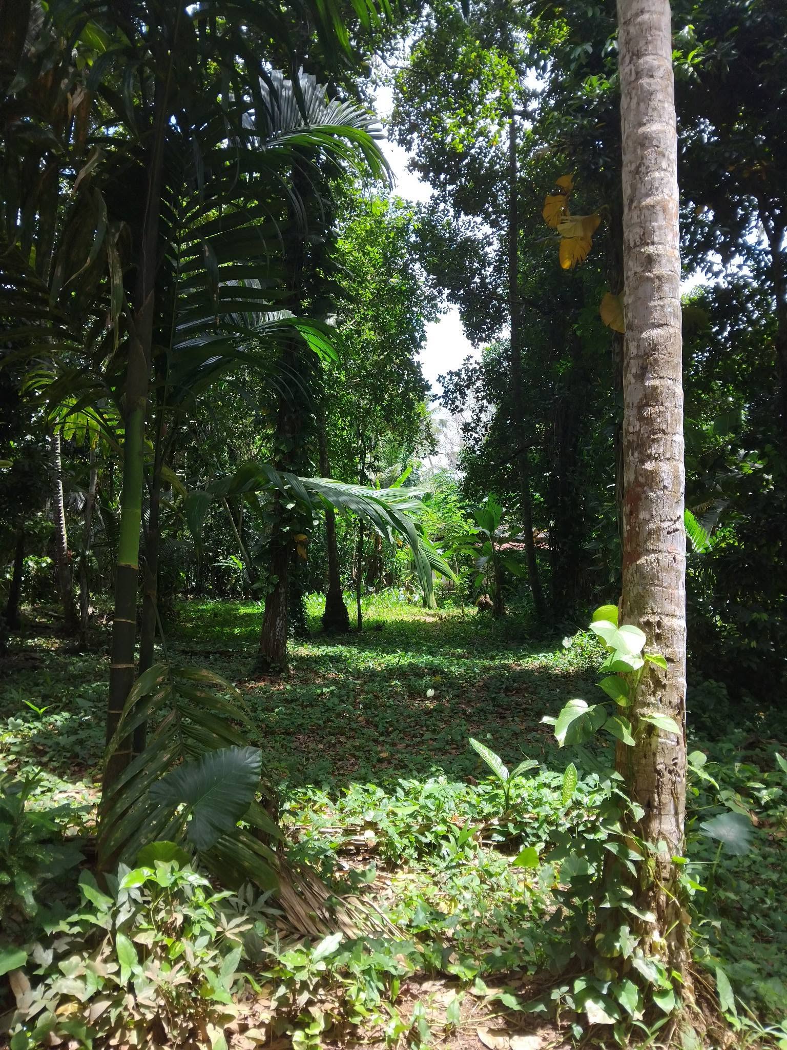 ගම්පහ දොරනගොඩින් අගනා ඉඩමක්