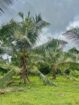 හොරණ – පෝරුවදණ්ඩෙන් ‎ අලුතින් පලදාව හටගන්නා සාරවත් පොල් ඉඩමක් විකිනීමට! ‎