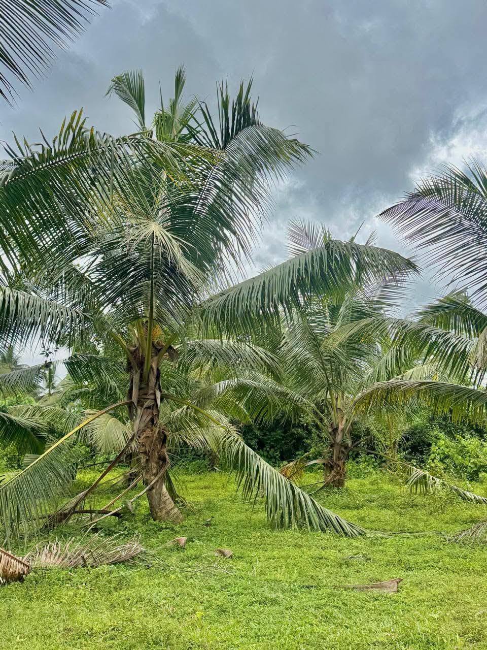 හොරණ – පෝරුවදණ්ඩෙන් ‎ අලුතින් පලදාව හටගන්නා සාරවත් පොල් ඉඩමක් විකිනීමට! ‎