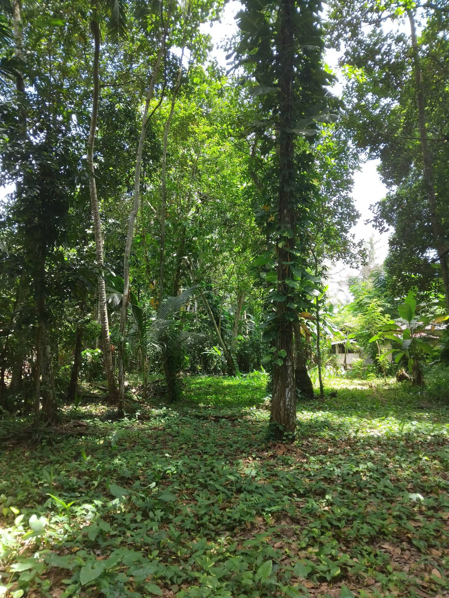 ගම්පහ දොරනගොඩින් අගනා ඉඩමක්