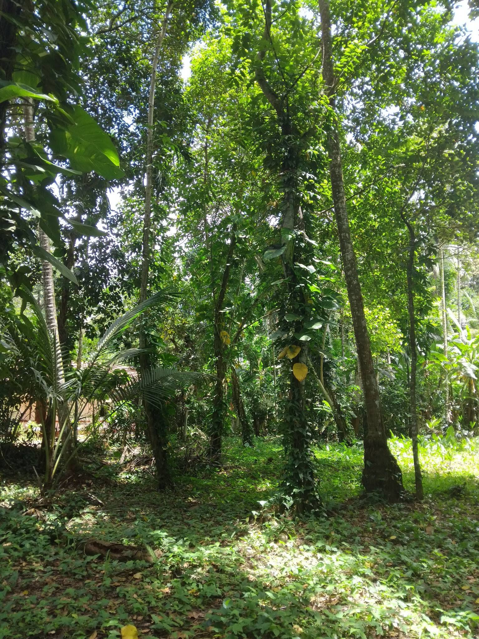 ගම්පහ දොරනගොඩින් අගනා ඉඩමක්