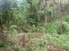 පිලියන්දල ගගබඩ පාරේ පිහිටා තිබේන මෙම ඉඩම විකිණිමට ඇත.
