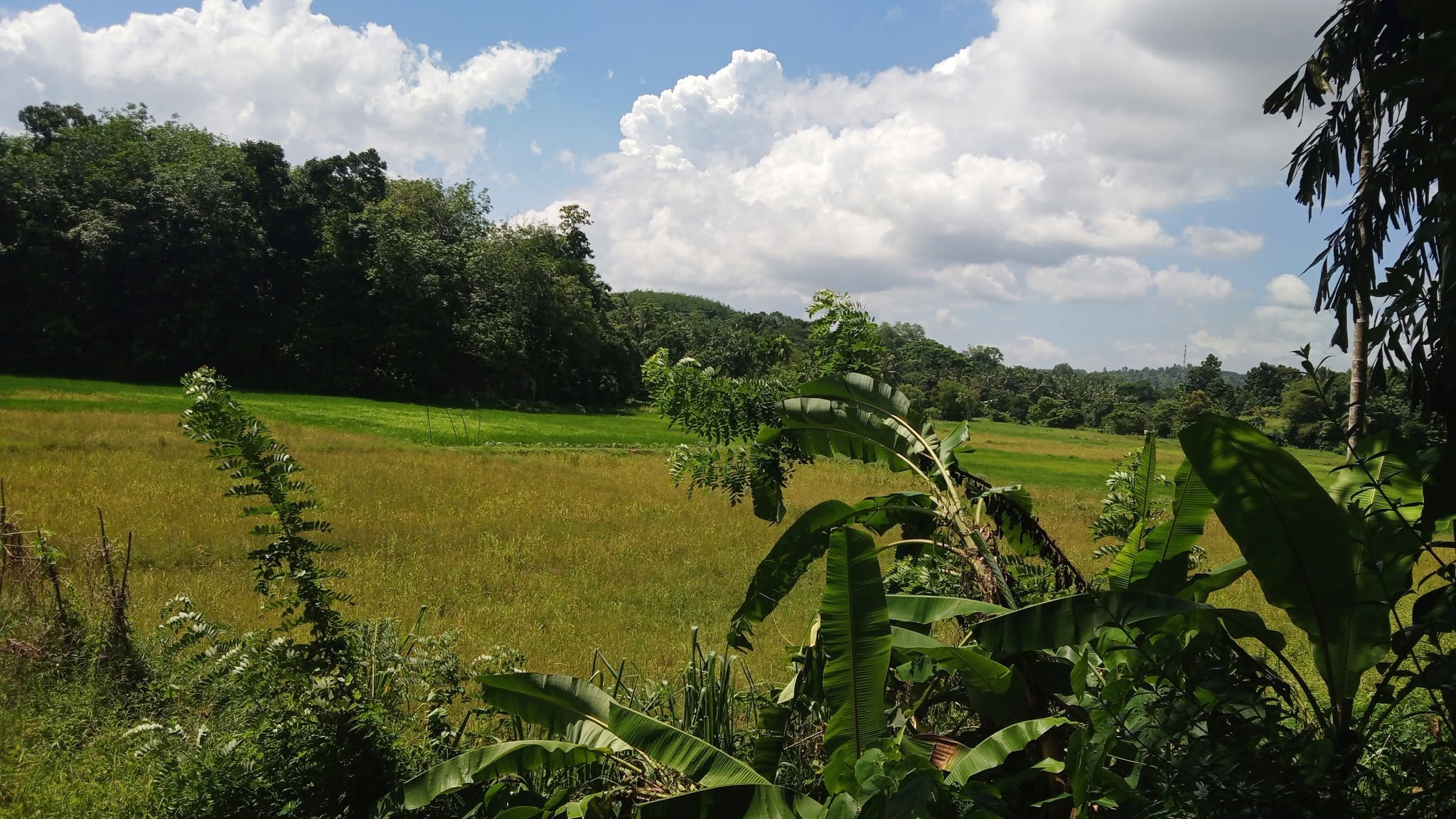 පර්ච් 14 ක ඉඩම