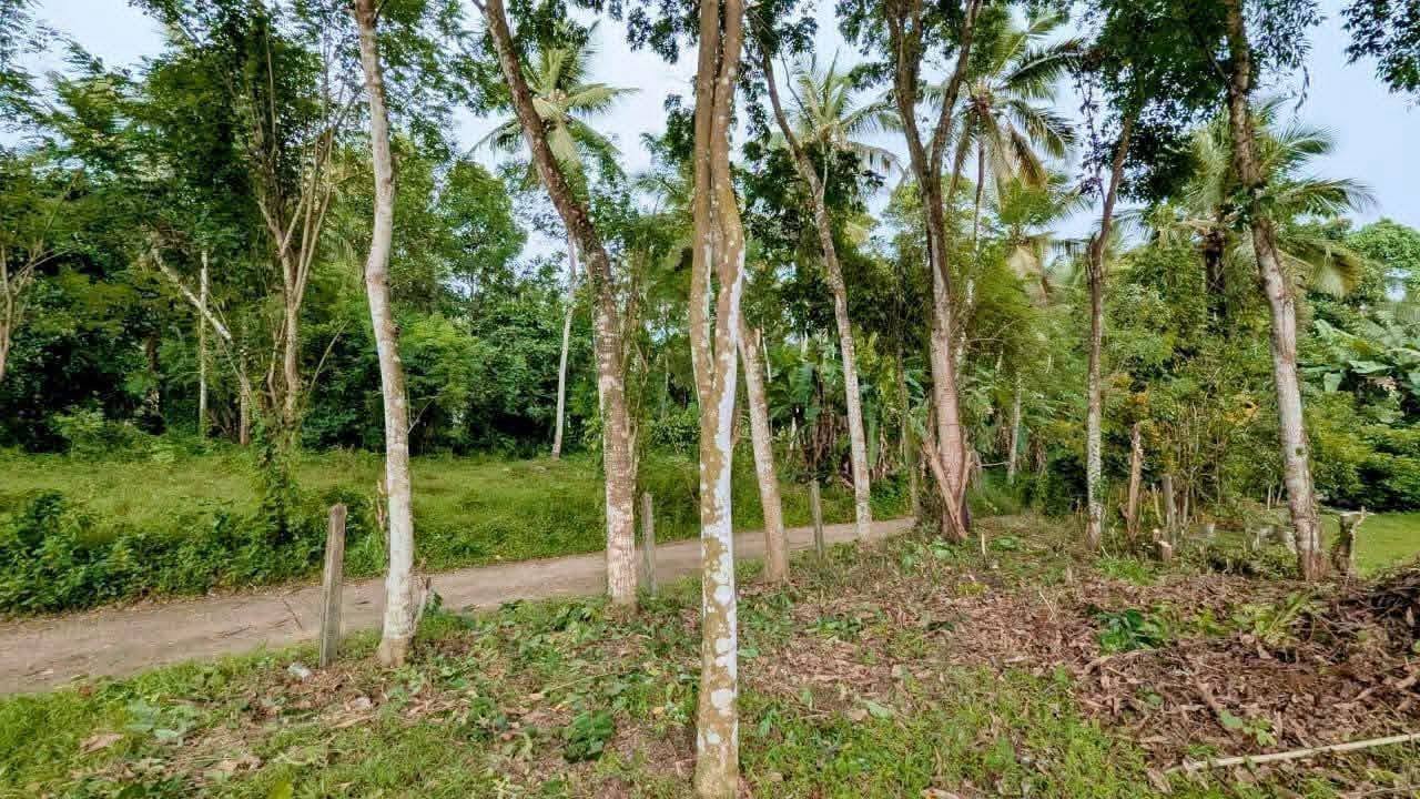 නිට්ටඹුව කලගෙඩිහේන – ඉක්මනින් විකිණීමට ඇති අනගි අවස්ථාවක්!