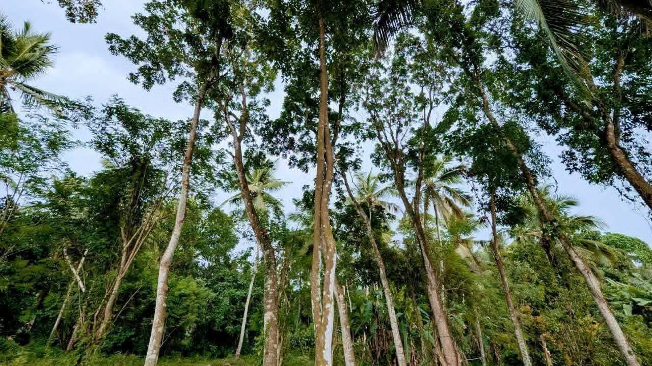 නිට්ටඹුව කලගෙඩිහේන – ඉක්මනින් විකිණීමට ඇති අනගි අවස්ථාවක්!