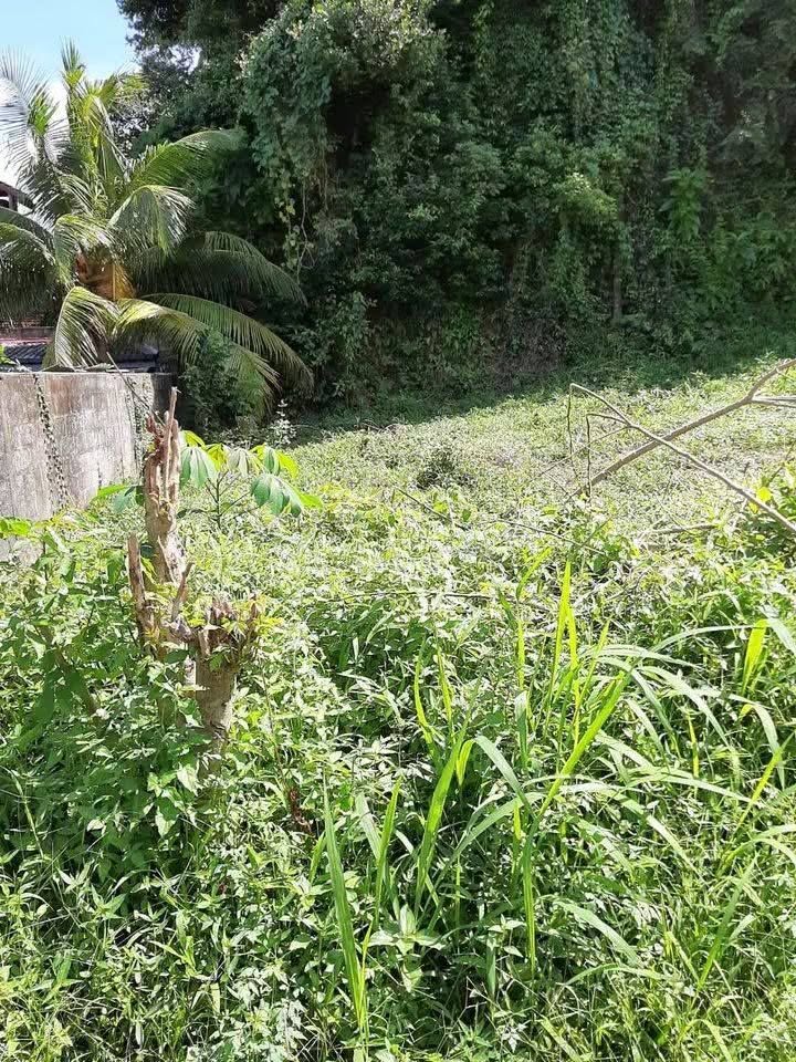 ජා-ඇලින් පර්චස් 20ක අගනා ඉඩමක් විකිණීමට ඇත