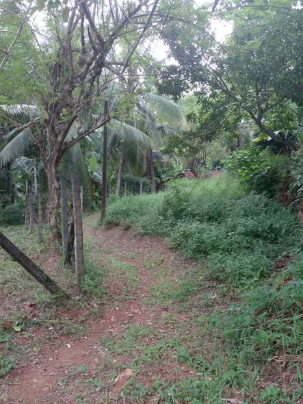 මිනුවන්ගොඩ ගම්පහ ප්‍රධාන පාරේ සිට 1km, වැල්හේන පාරේ තිබෙන පර්චස් 5 හිස් ඉඩමක් විකිණීමට.