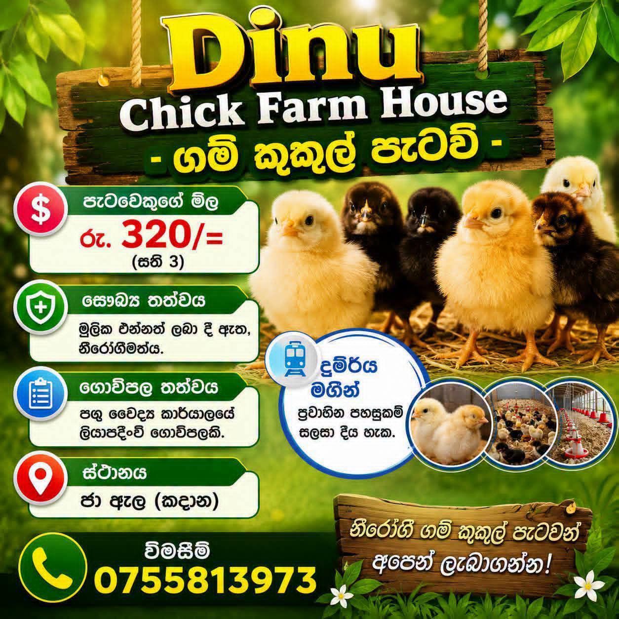 Dinu Chick Farm House