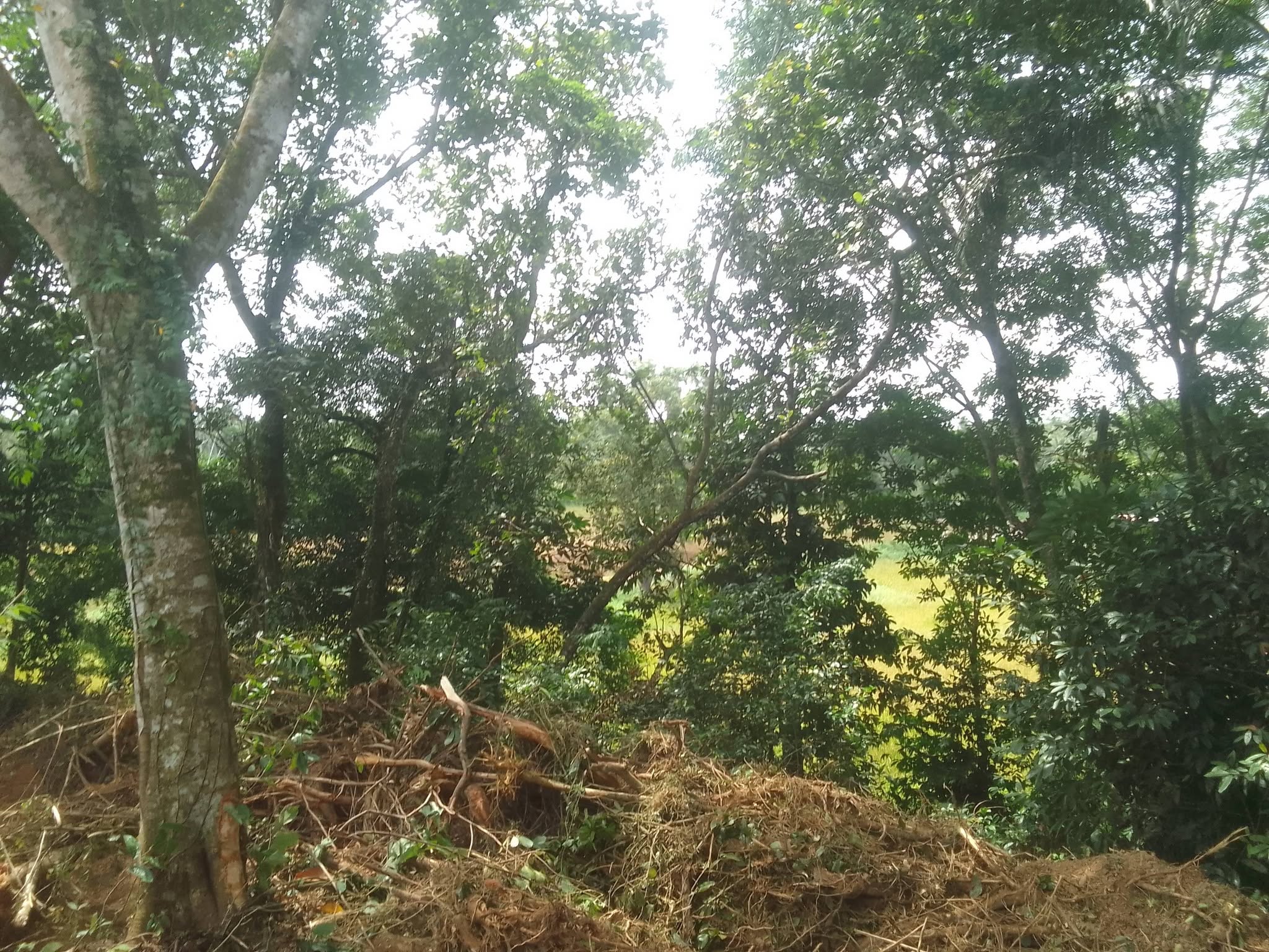 මිනුවන්ගොඩ නගරය අාසන්නව අගනා පර්චස් 40 ඉඩම විකිනිමට.