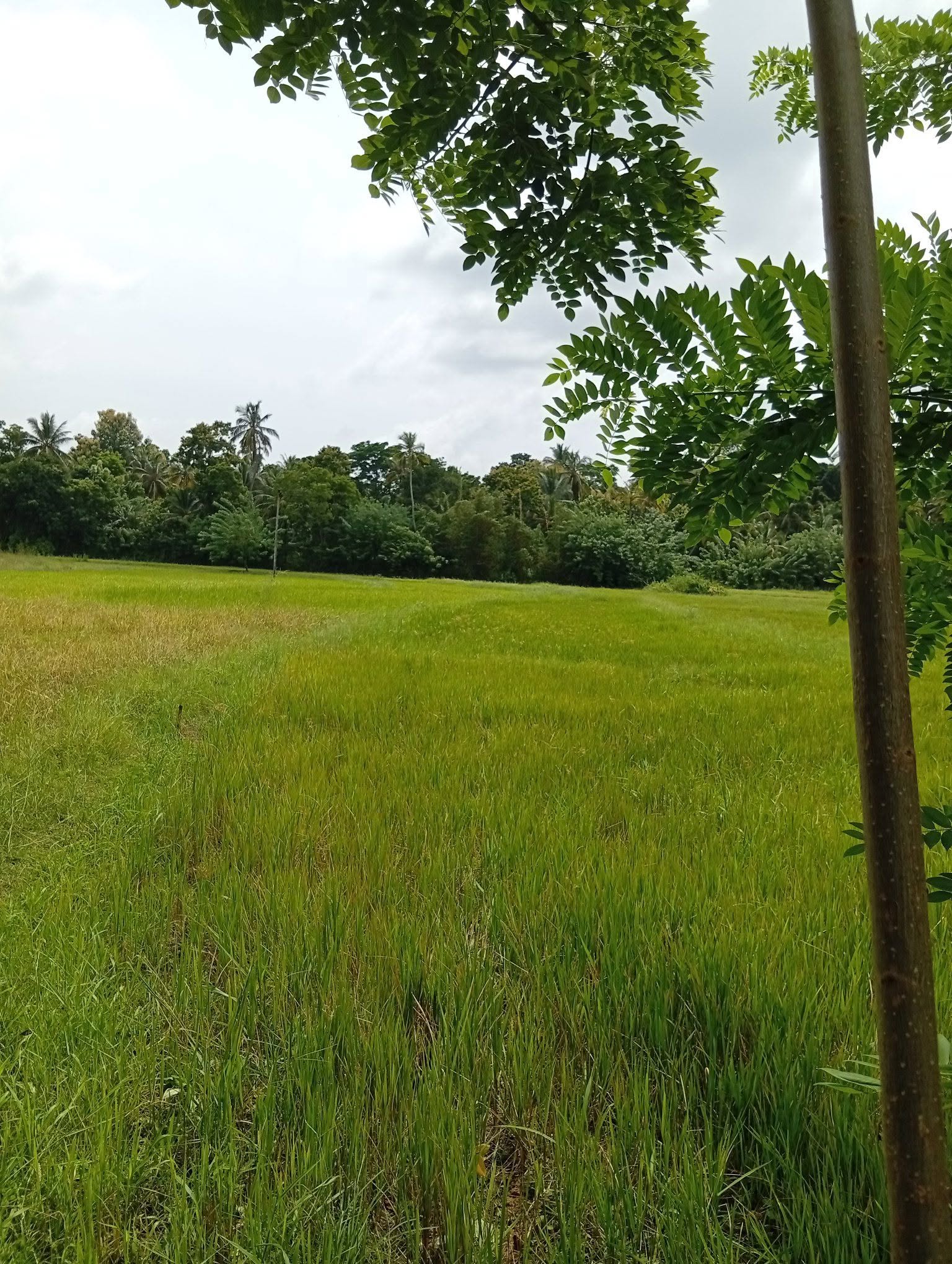 අක්කර තුනා හමරක් මුදල් හදිස්සියට ඉතාමත් ඉක්මනින් විකිනිමට