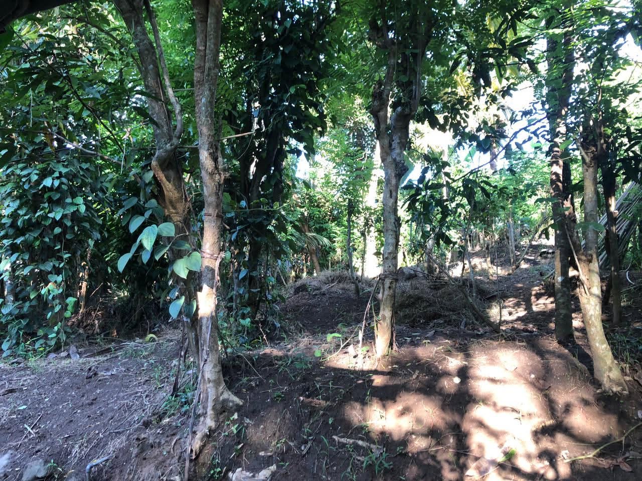 පිලවල ඌරාදෙනිය පර්චස් 17 ඉඩම විකිණිමට