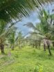 හොරණ – පෝරුවදණ්ඩෙන් ‎ අලුතින් පලදාව හටගන්නා සාරවත් පොල් ඉඩමක් විකිනීමට! ‎