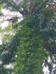 ඉතා ඉක්මනින් ව්කිනිමට පචස් 7/5 හිස් ඉඩමක් ව්කිනිමට තිබෙි