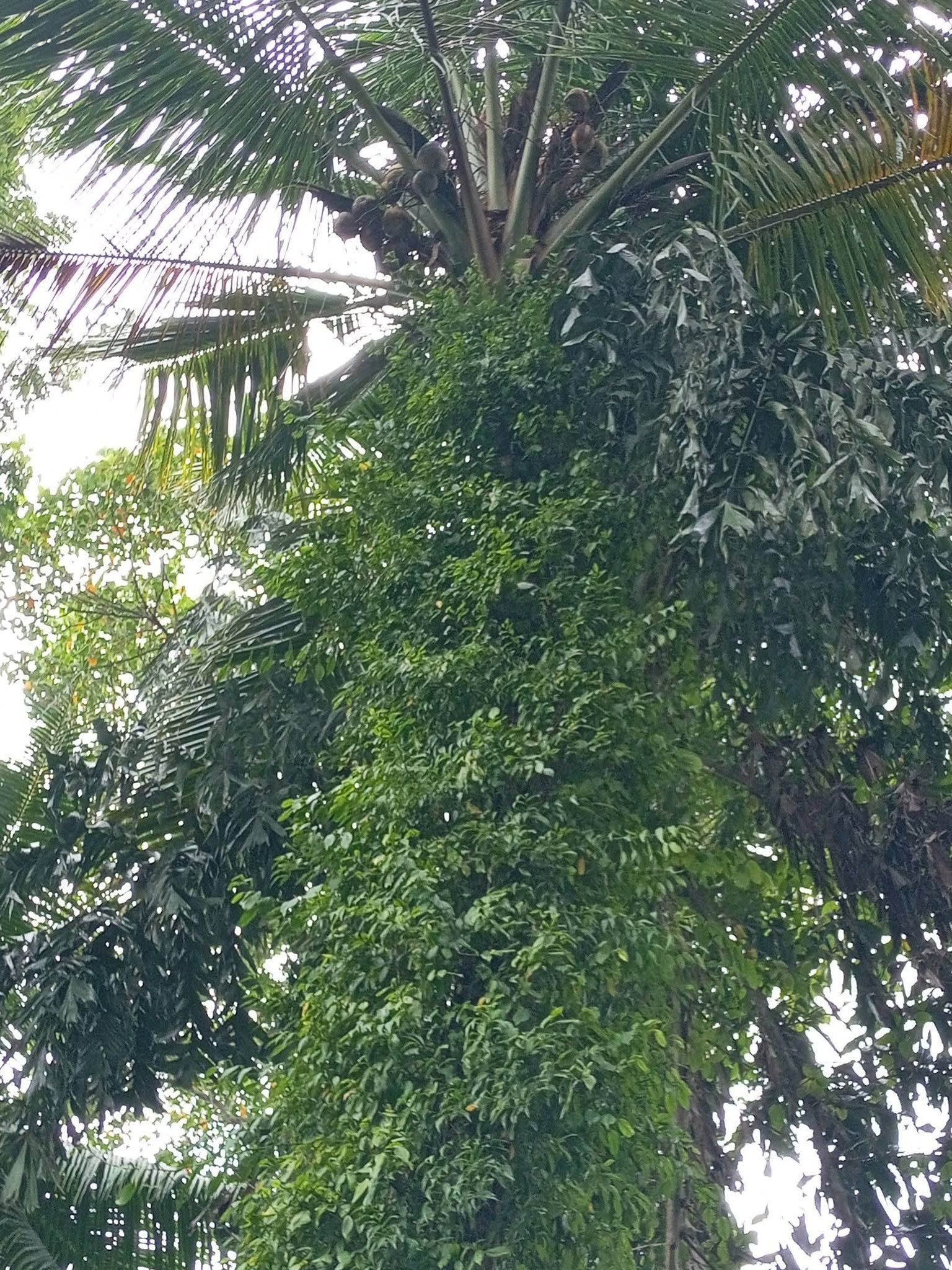 ඉතා ඉක්මනින් ව්කිනිමට පචස් 7/5 හිස් ඉඩමක් ව්කිනිමට තිබෙි
