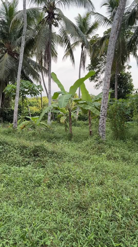 මිනුවන්ගොඩ යකහටුව පර් 120 ක මෙම ඉඩම විකිණීමට ඇත…