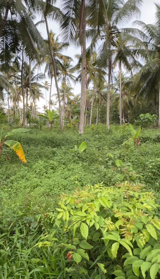 මිනුවන්ගොඩ යකහටුව පර් 120 ක මෙම ඉඩම විකිණීමට ඇත…
