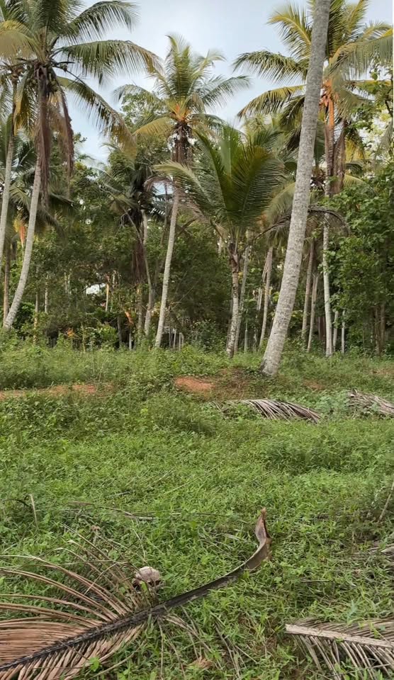 මිනුවන්ගොඩ යකහටුව පර් 120 ක මෙම ඉඩම විකිණීමට ඇත…