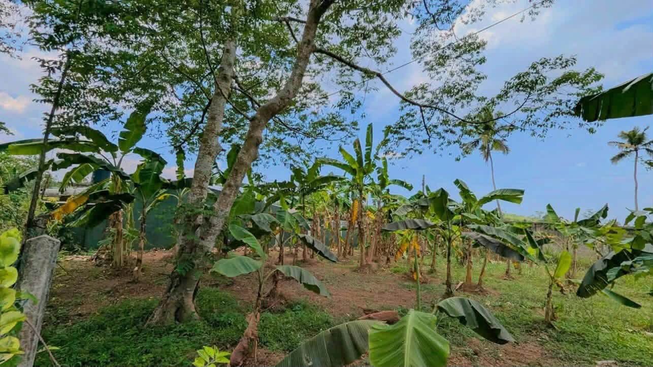 ගම්පහ නගරයටත් ආසන්නව, ප්‍රධාන මාර්ගවලටත් පහසු ප්‍රවේශයක් — නිවසකට හෝ අනාගත ආයෝජනයකට සලකා බලන්න වටිනා ඉඩම්.
