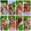 American Bully