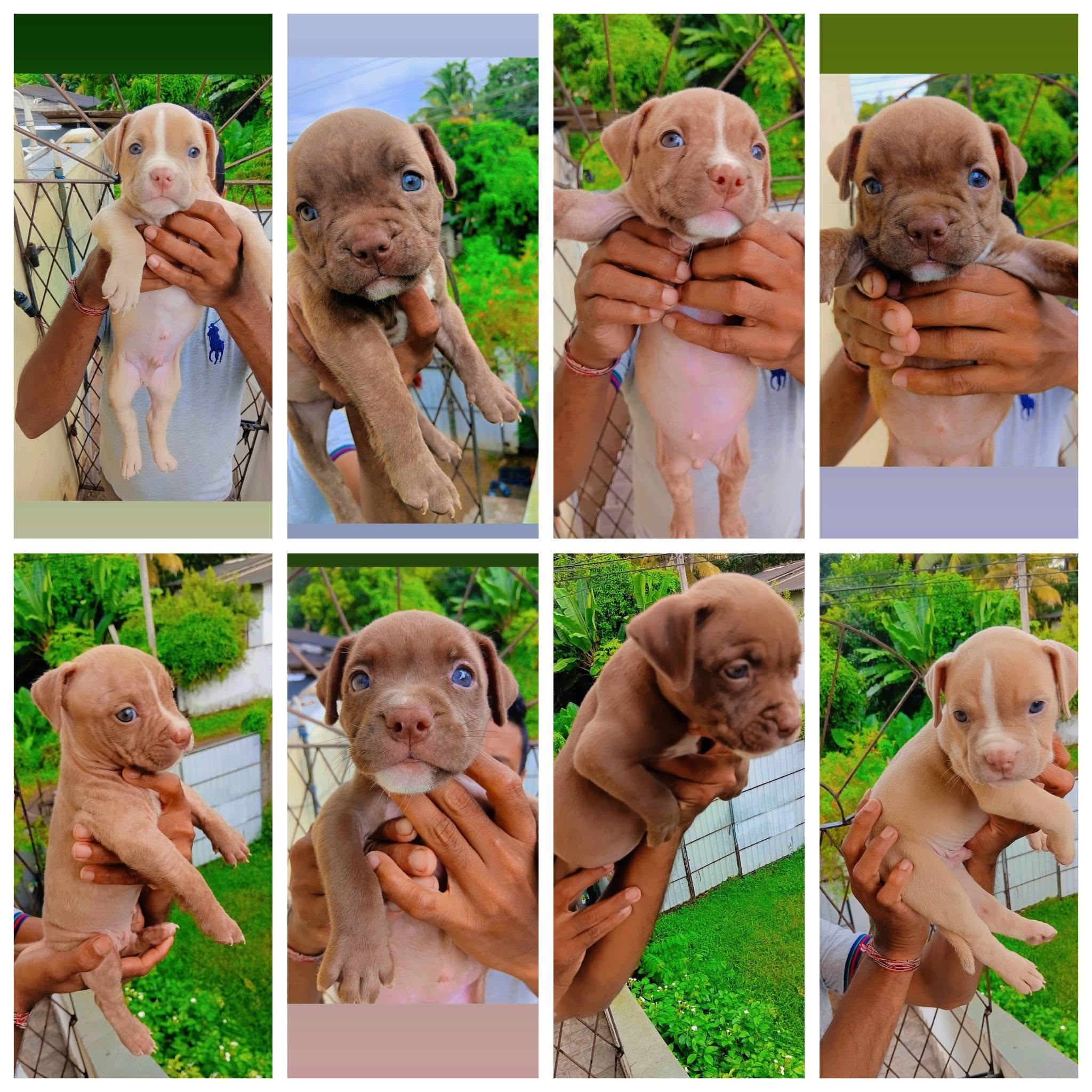 American Bully