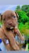American Bully