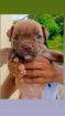 American Bully