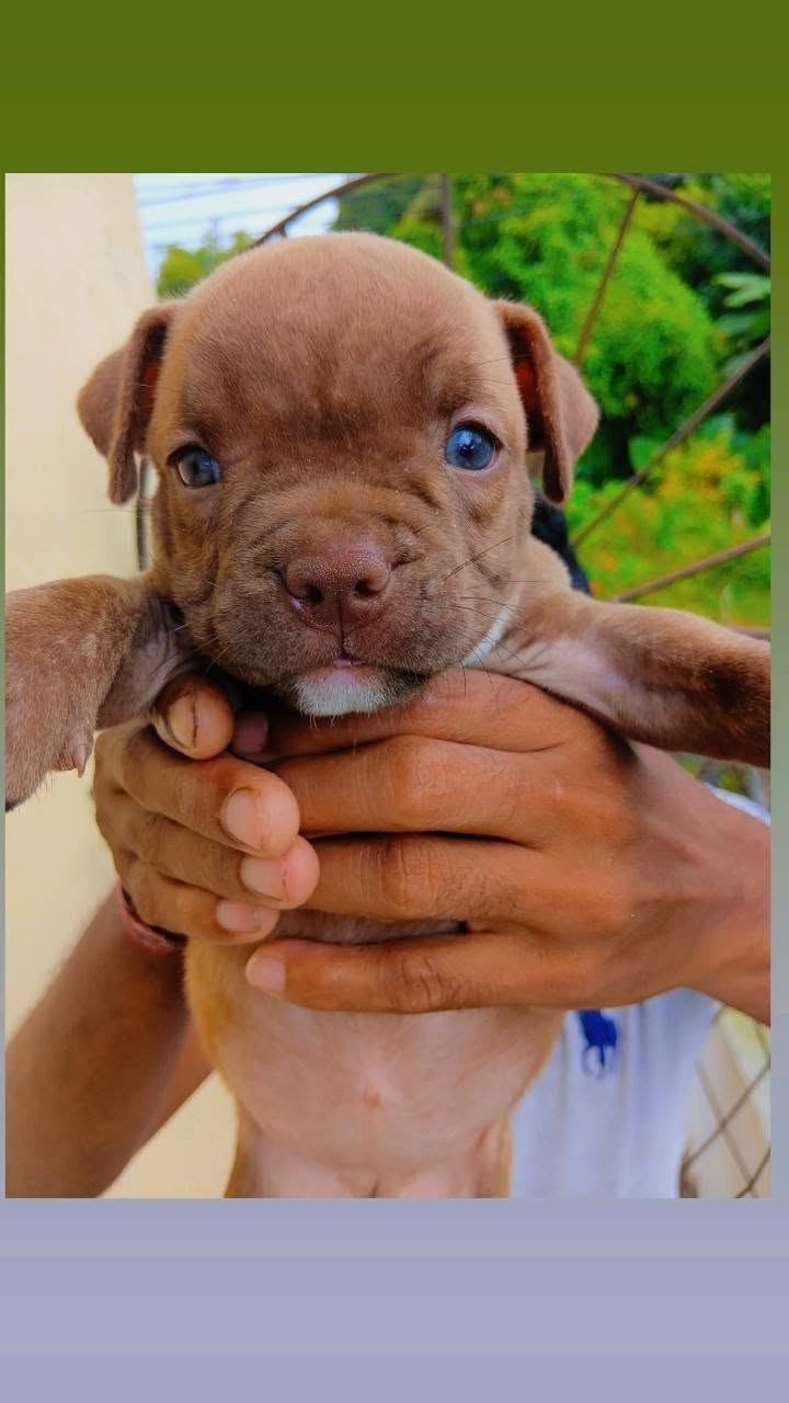 American Bully