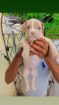 American Bully