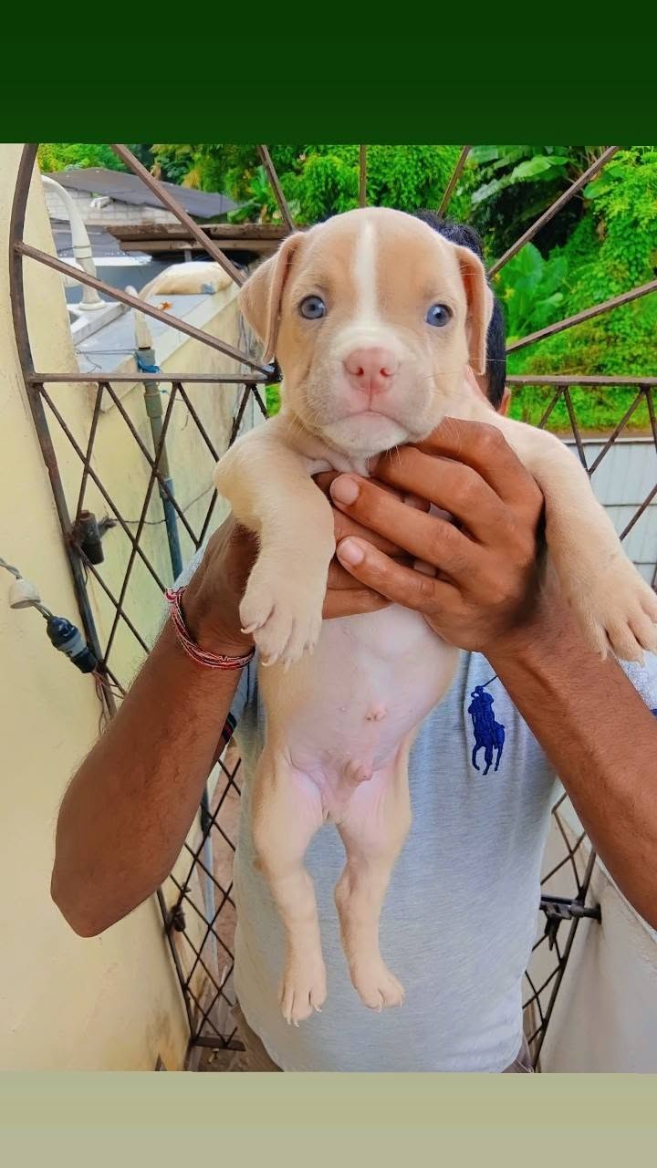 American Bully
