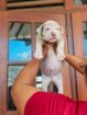 AMERICAN BULLY