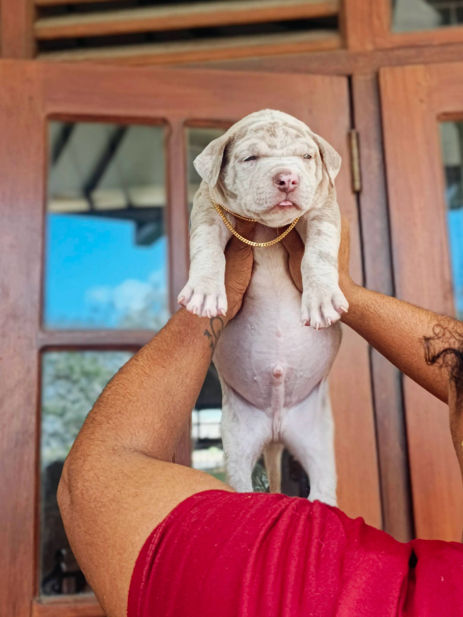 AMERICAN BULLY