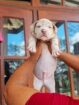 AMERICAN BULLY
