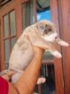 AMERICAN BULLY