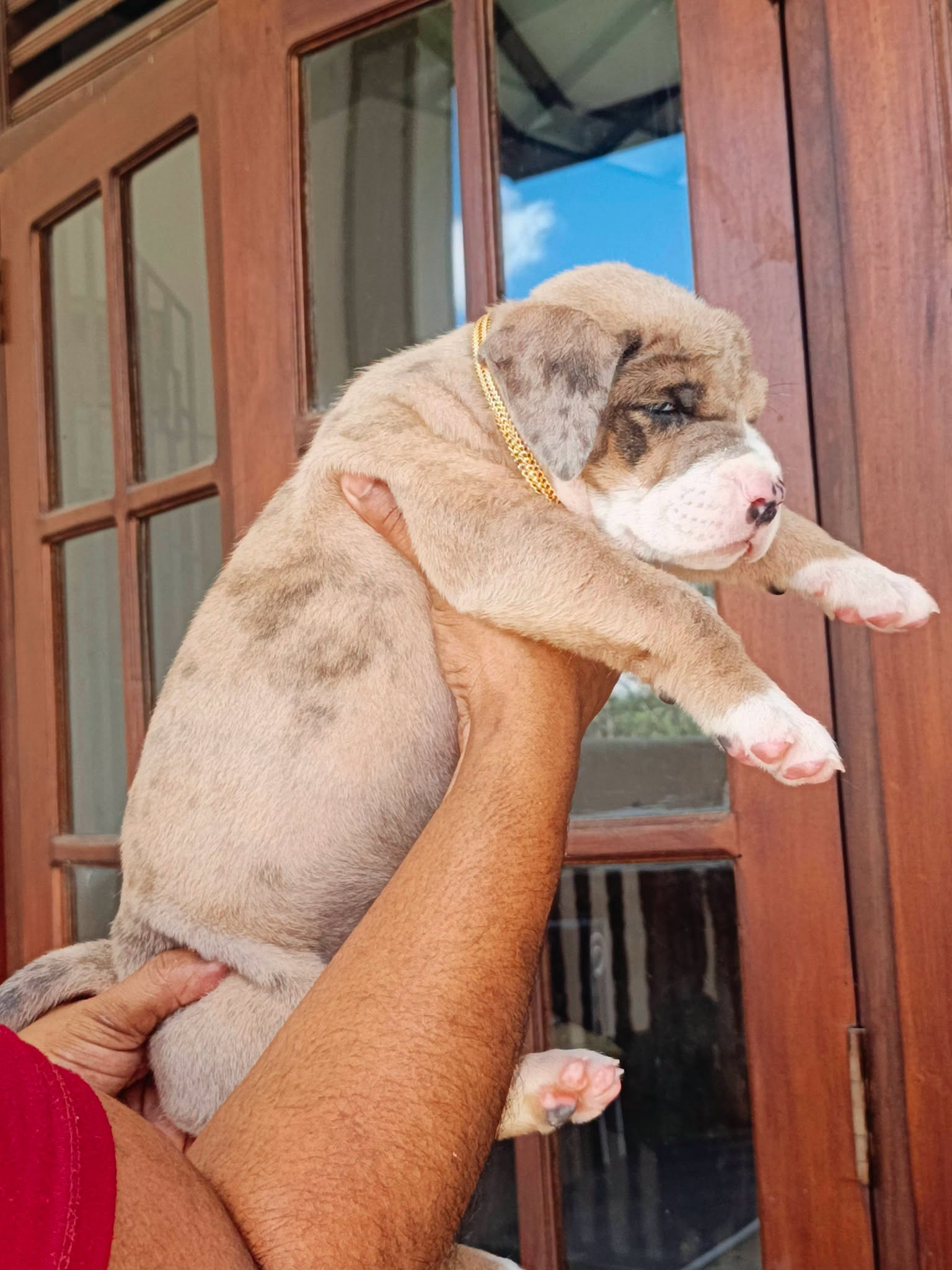 AMERICAN BULLY