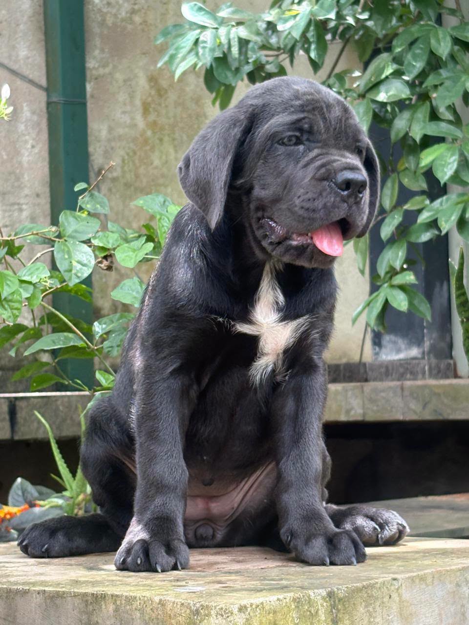 Canecorso ෆීමෙල් පැටියෙක් හොයපු කෙනෙක්ට ඔන්න අවස්තාව