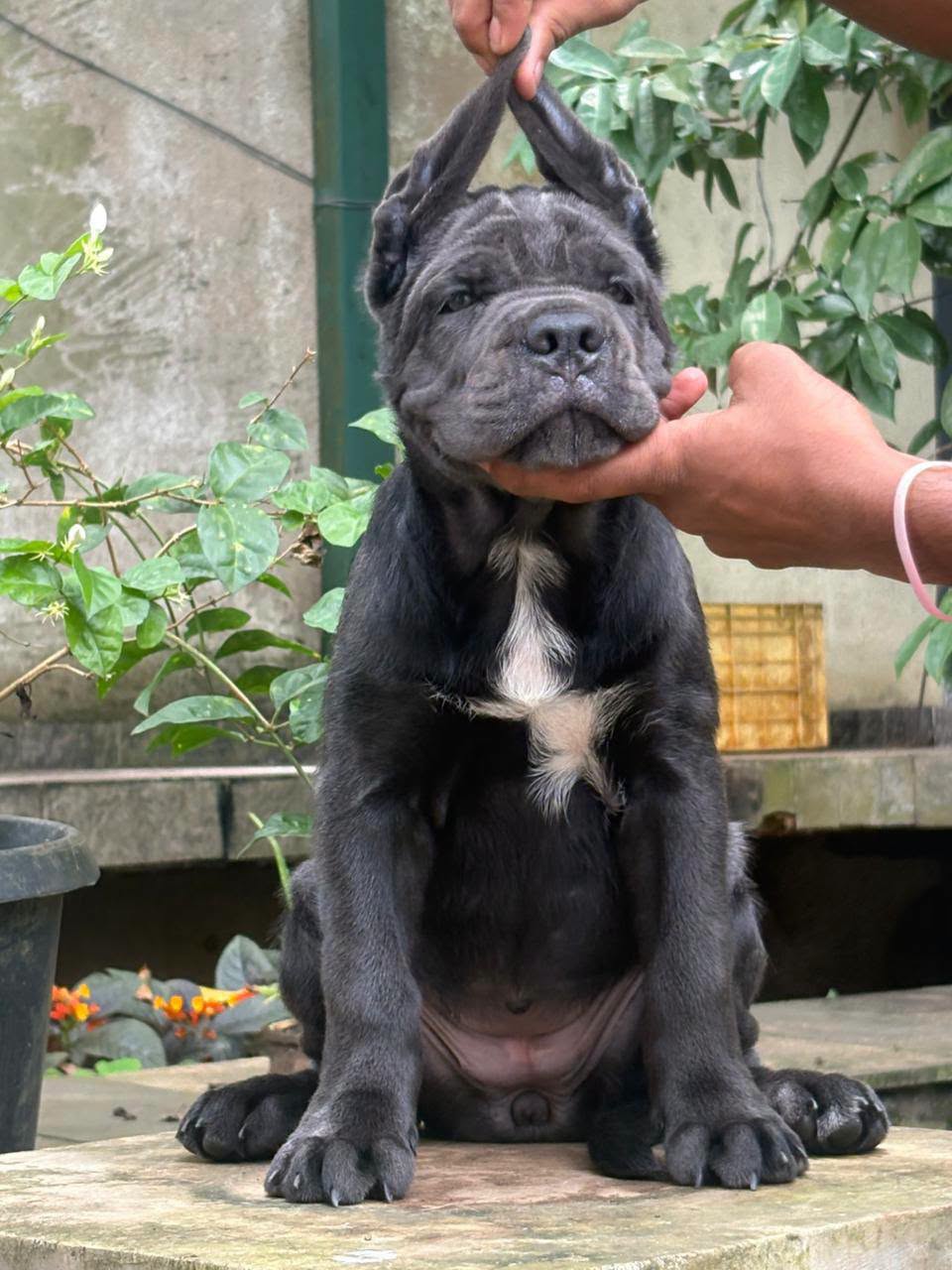 Canecorso ෆීමෙල් පැටියෙක් හොයපු කෙනෙක්ට ඔන්න අවස්තාව